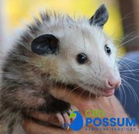 CBD Possum Removal Melbourne image 3